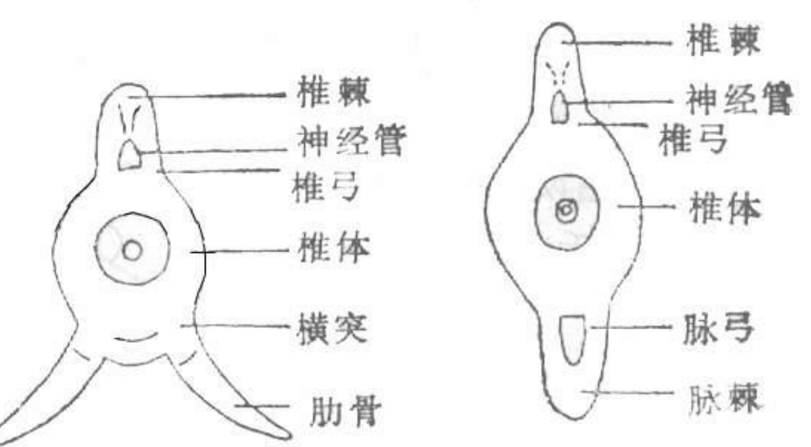 image-20250618204457023